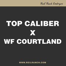 Top Caliber x WF Courtland 