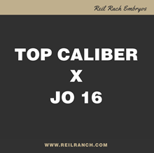 Top Caliber x Jo 16