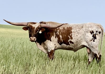 End Game    (Reference Sire)