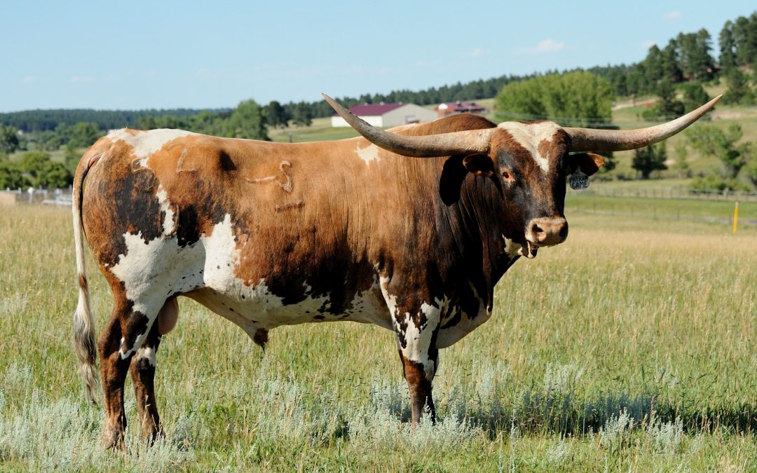 Patriot Games (Reference Sire)