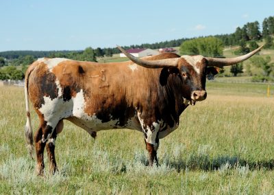 Patriot Games (Reference Sire)