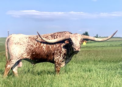 CB Top Shooter (Reference Sire)