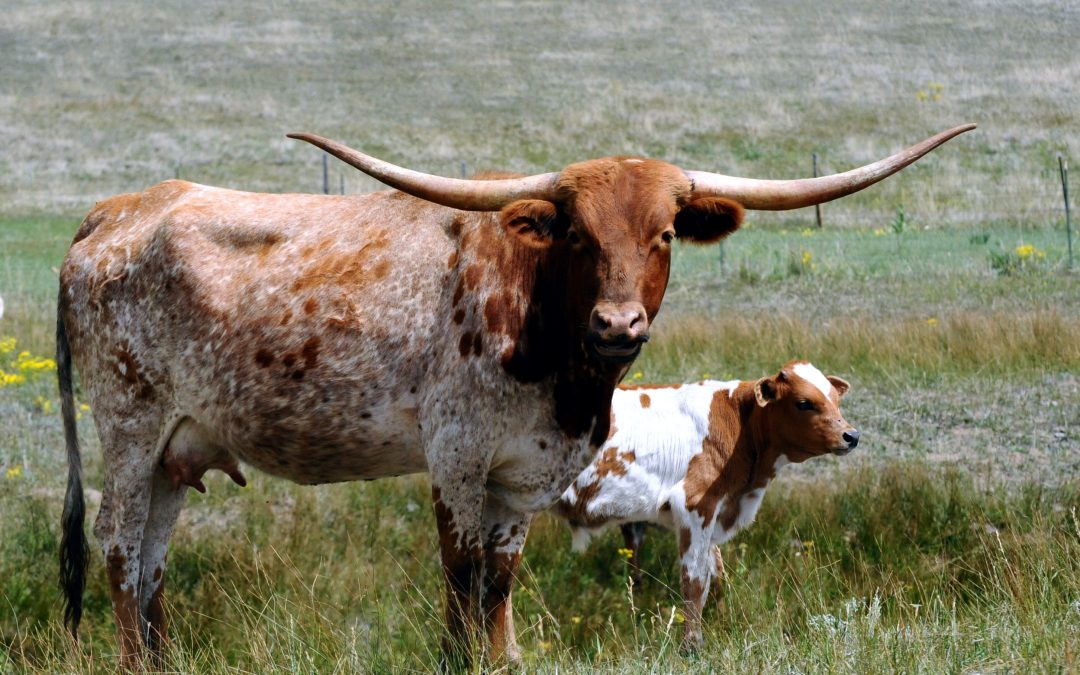 What’s the Difference?