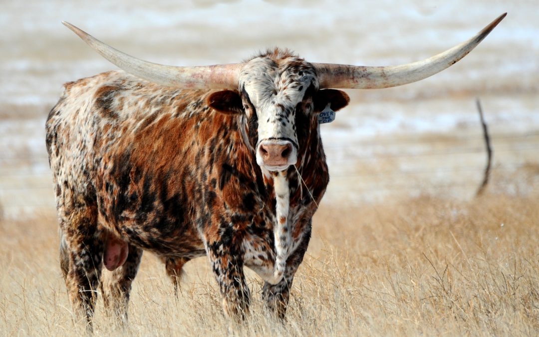 Over the Top (Reference Sire)