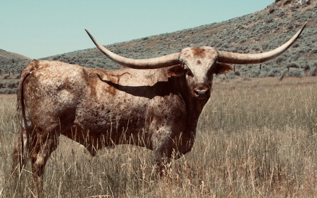 Top Caliber (Reference Sire)