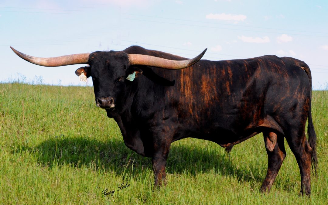 M2 Thunder (Reference Sire)